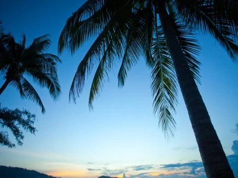 Tropical Sunset Palm Tree Stock Footage 80814399