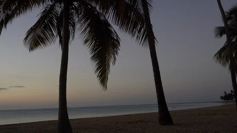 Tropical sunset with palm trees on a beach Stock Footage 105871898