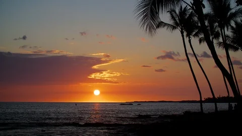 Tropical Sunset with Palm Trees Video stock 92883609