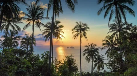 Tropical sunset with palms time lapse Stock Footage 59678581