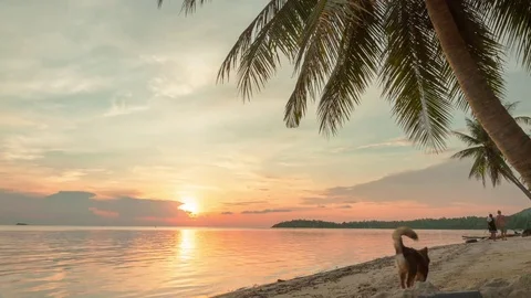 Tropical sunset with palms time lapse Stock Footage 73052133