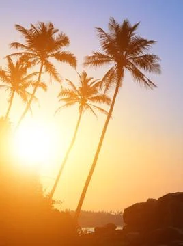 Tropical sunset Stock Photos
