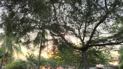 Tropical Sunset Silhouette through Pine and Palm Trees Vídeos de archivo 341505281