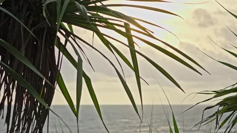Tropical Sunset Sky over Ocean with Pandanus Leaves in Foreground Stock Footage 296570043