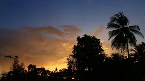 Tropical sunset sky with palm trees silhouette. Stock Footage 70882214