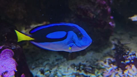  Tropical surgeon fish Stock Footage 252621409