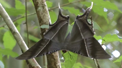 Tropical Swallowtail moth Stock-Footage 64803051