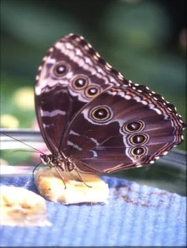 Tropical swallowtail moth on a leaf Foto stock