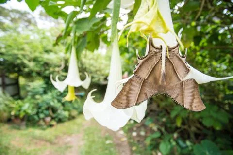 Tropical Swallowtail Moth Foto stock