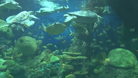 Tropical Tank with Turtles Stock Footage 85230472