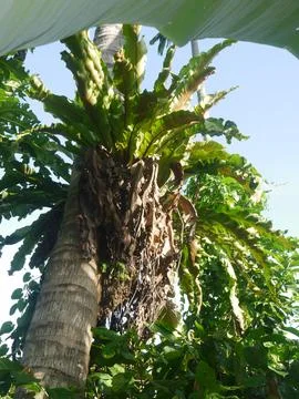 Tropical Tapestry Stock Photos