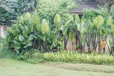 Tropical Taro Leaf Border in a Lush Garden Stock Photos