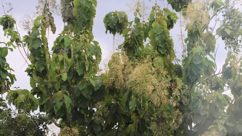 Tropical teak tree flowers sway in the wind Stock Footage 304258133
