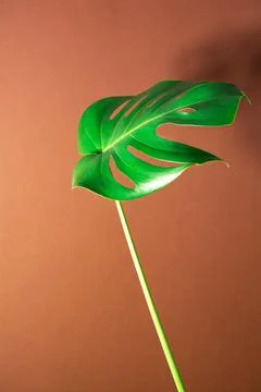 Tropical textural leaf monstera on brown background. Stock Photos