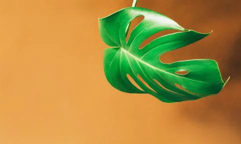 Tropical textural leaf monstera on brown background. Stock Photos