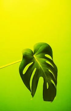 Tropical textural leaf monstera on gradient background. Stock Photos