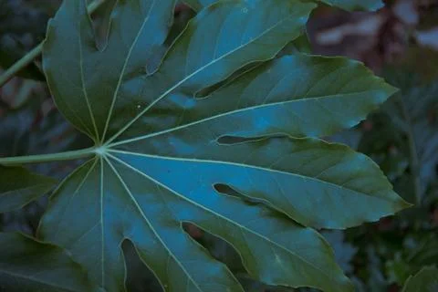 Tropical texture of a large leaf, abstract colors. Background. Stock Photos