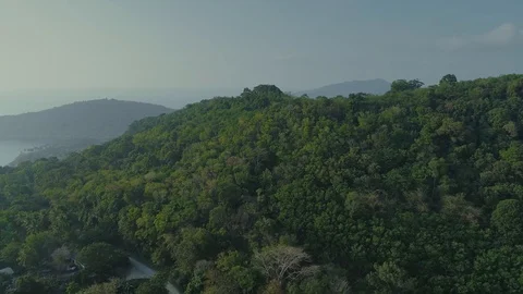 Tropical Thai jungles drone flight, wild mountains nature tree and palm Видео 87033074
