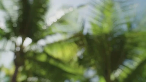 Tropical theme defocused backdrop with green coconut palm tree leaves and sky Stock Footage 197337703