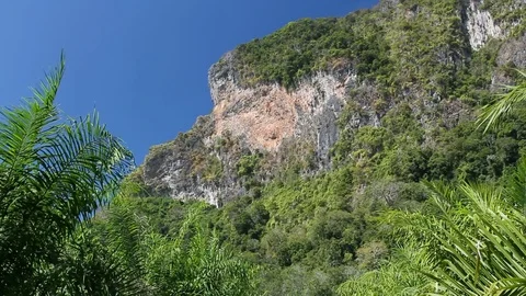Tropical thicket against mountains Stock Footage 71622862