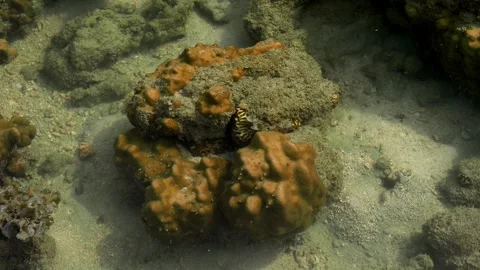 Tropical Tide Pool Reef With Mantis Shrimp Burrow and Small Fish Видео 337924927