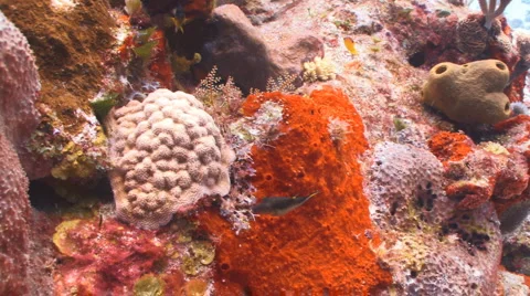 Tropical tiny fish and sea life Видео 945075