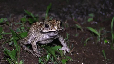 Tropical toad in the temple on Bali Stock Footage 81532610