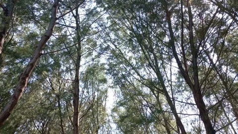 Tropical top peak of the tree with sun silhouette swaying by the wind Stock Footage 235786146