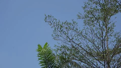 Tropical top peak of the tree with sun silhouette swaying by the wind Stock Footage 243717353