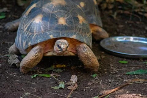 Tropical tortoise looking angry at camera next to feeding plate Stock Photos