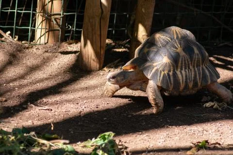 Tropical tortoise walking through shadow on sunny day Stock Photos