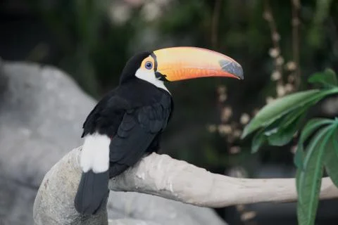 Tropical toucan bird 1 Stock Photos