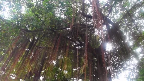 A tropical tree with aerial roots (crampon) Stock Footage