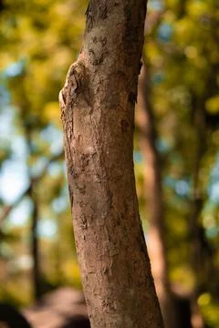 Tropical Tree and Forest Texture Authentic Tradition Stock-Fotos