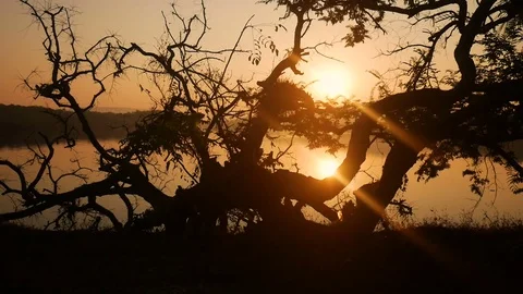 Tropical tree background with palm tree silhouettes at sunrise Stock Footage 73190905