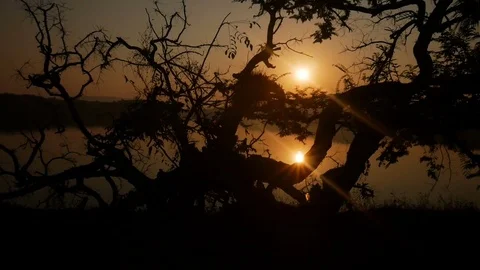 Tropical tree background with palm tree silhouettes at sunrise Stock Footage 73191079