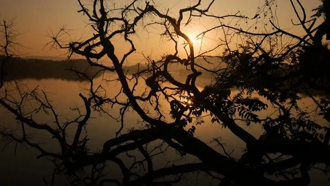 Tropical tree background with palm tree silhouettes at sunrise Stock Footage 73191184