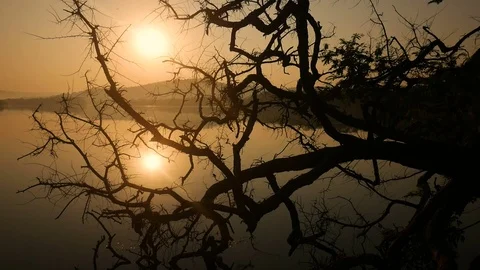 Tropical tree background with palm tree silhouettes at sunrise Stock Footage 73191340