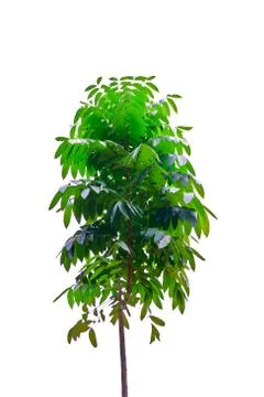 Tropical tree  on  background Stock Photos