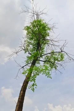 Tropical tree  on  background Stock Photos
