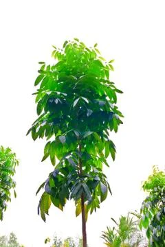 Tropical tree  on  background Stock Photos