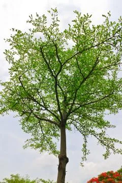 Tropical tree  on  background Stock Photos
