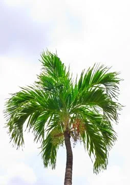 Tropical tree  on  background Stock Photos