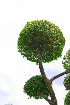 Tropical tree  on  background Stock Photos