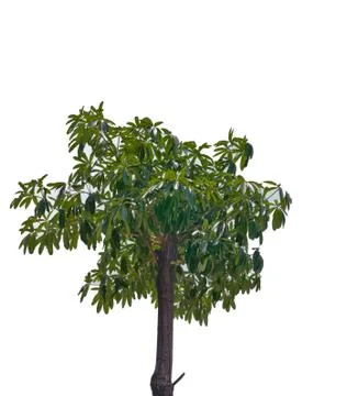 Tropical tree on background Stock Photos