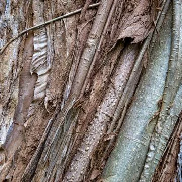 Tropical tree bark texture, background image taken on Oahu island, Hawaii Stock Photos