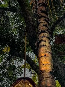 Tropical Tree Bark in Warm Light Stock Photos
