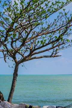 Tropical tree on a beach Stock Photos