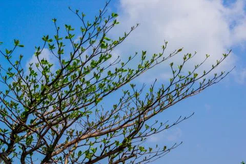 Tropical tree on a beach Stock Photos