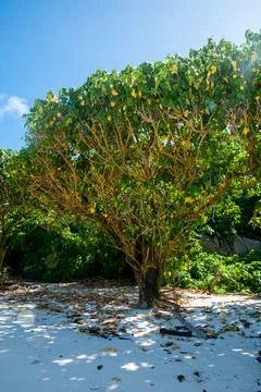 Tropical tree on the beach Stock Photos